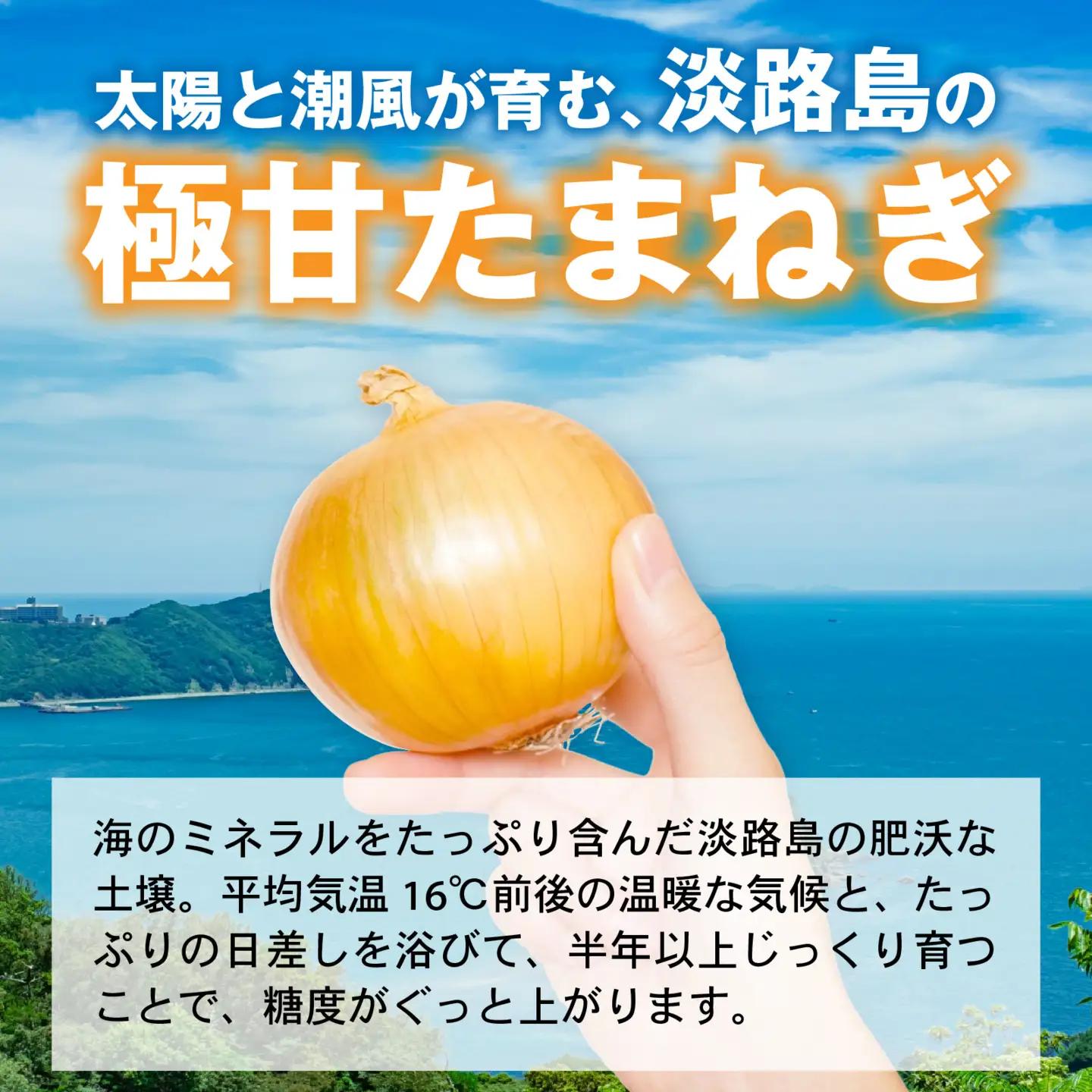 玉ねぎ 5kg 訳あり 淡路島  / 玉ねぎ