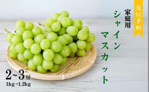 【2025年先行予約】訳あり  シャインマスカット （1～1.2kg 2～3房） | ぶどう 葡萄 ブドウ 白ぶどう 家庭用 朝採り 新鮮 朝摘み 種無し 種なし 皮ごと 信州 長野県 千曲市
