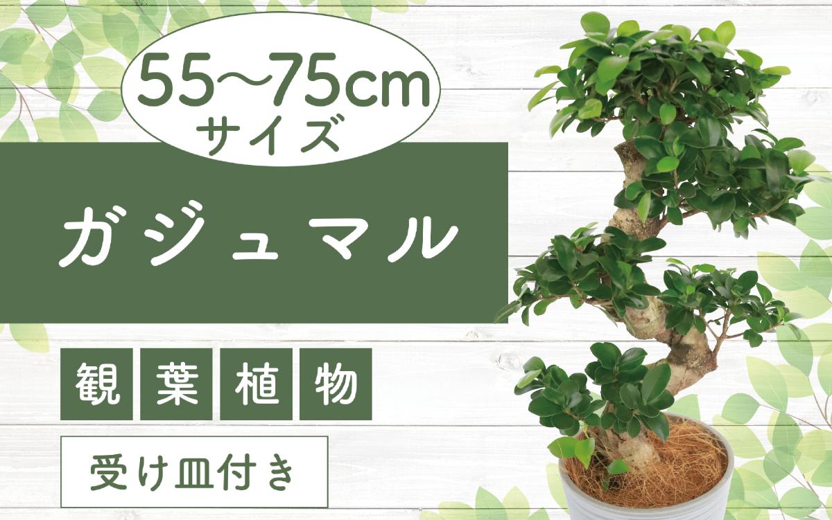 
            2025年6月中旬～発送【観葉植物】ガジュマル曲り 昇り龍55cm～75cm(Green Base/030-1392) 南国鹿児島県で育った 観葉植物！植物 鉢付 インテリア 室内 オフィス おしゃれ プレゼント ギフト 開店祝い 移転祝い マイナスイオン【配送不可地域：北海道・沖縄県・離島】
          