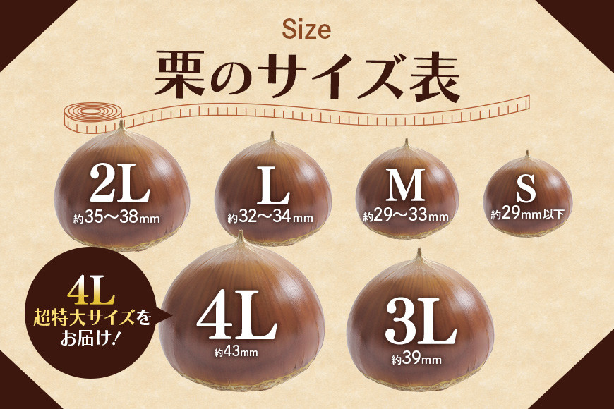 アカツファームの生栗 超特大 4Lサイズ 1kg 栗 笠間 栗 くり 生栗 特大 大きい 大粒 茨城 国産 国産栗 和栗 甘栗 栗ご飯 栗きんとん 栗おこわ 甘露煮 マロン 秋 旬 おやつ スイーツ 