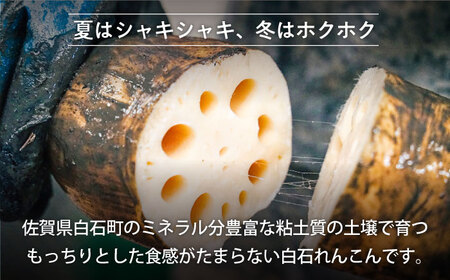 【先行予約 2026年8月〜発送】 泥付きれんこん3kg / れんこん [IAW006]