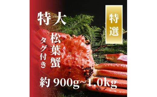 【特選】松葉ガニ 特大サイズ 約900g～1kg タグ付(茹で)