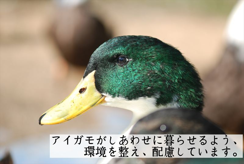 【定期便3ヶ月】有機JAS 多可町 きぬむすめ 玄米 5kg×3回 計15kg 農園若づる 有機栽培 オーガニック アイガモ 合鴨農法 無農薬 無化学肥料 即納 [1389]