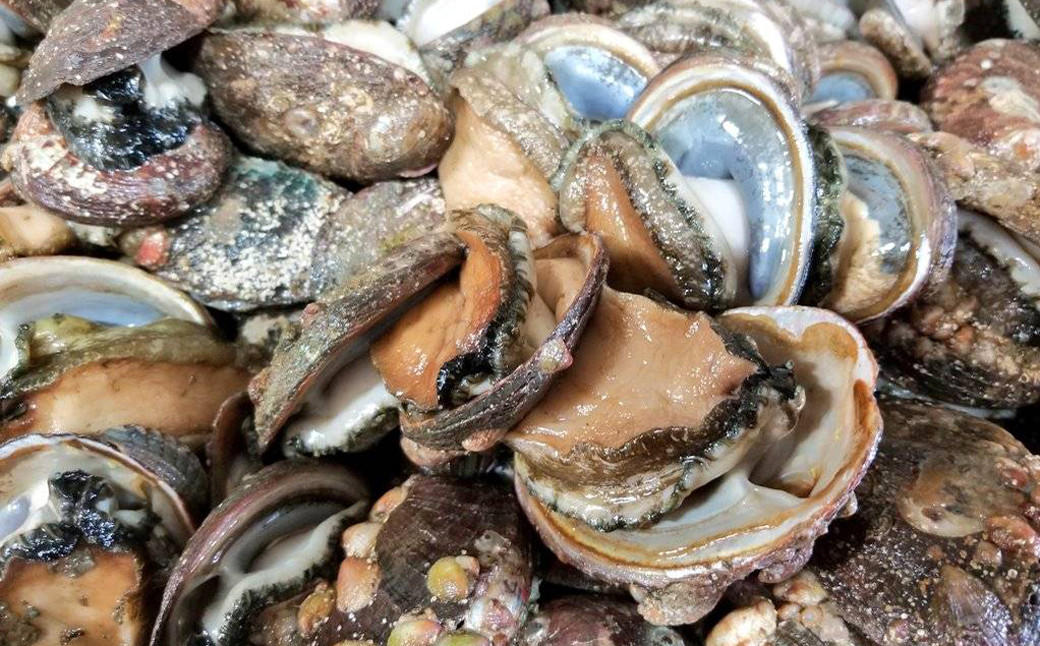 漁期は夏場の３ヶ月のみ。現役の海士が潜って獲る天然物はかなりの貴重品です。