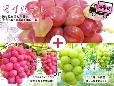 【2616-0297】[全4回定期便産地直送] 岡山シャインマスカット＆マイハート入り！新鮮ぶどう定期便×4回コース