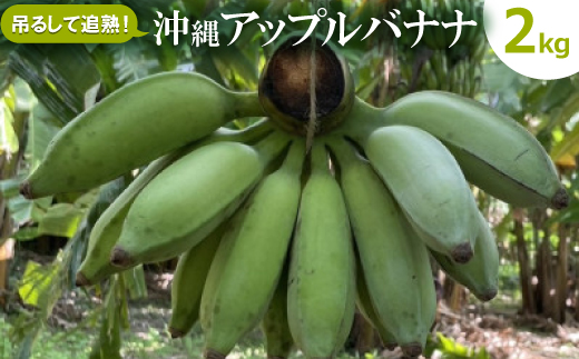 吊るして追熟!飾れる沖縄アップルバナナ2kg【1640917】