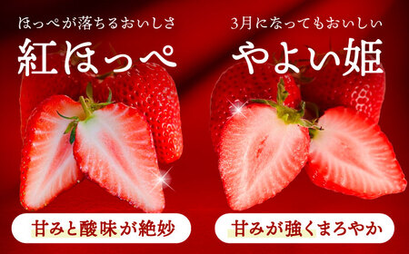 【先行予約】 ＼毎年1月より順次発送／ 〈大玉〉 いちご 詰め合わせ　紅ほっぺorやよい姫×White Fairy 果物 イチゴ フルーツ 愛西市 / くぼ苺農園 【配達不可：北海道・沖縄・離島】[A