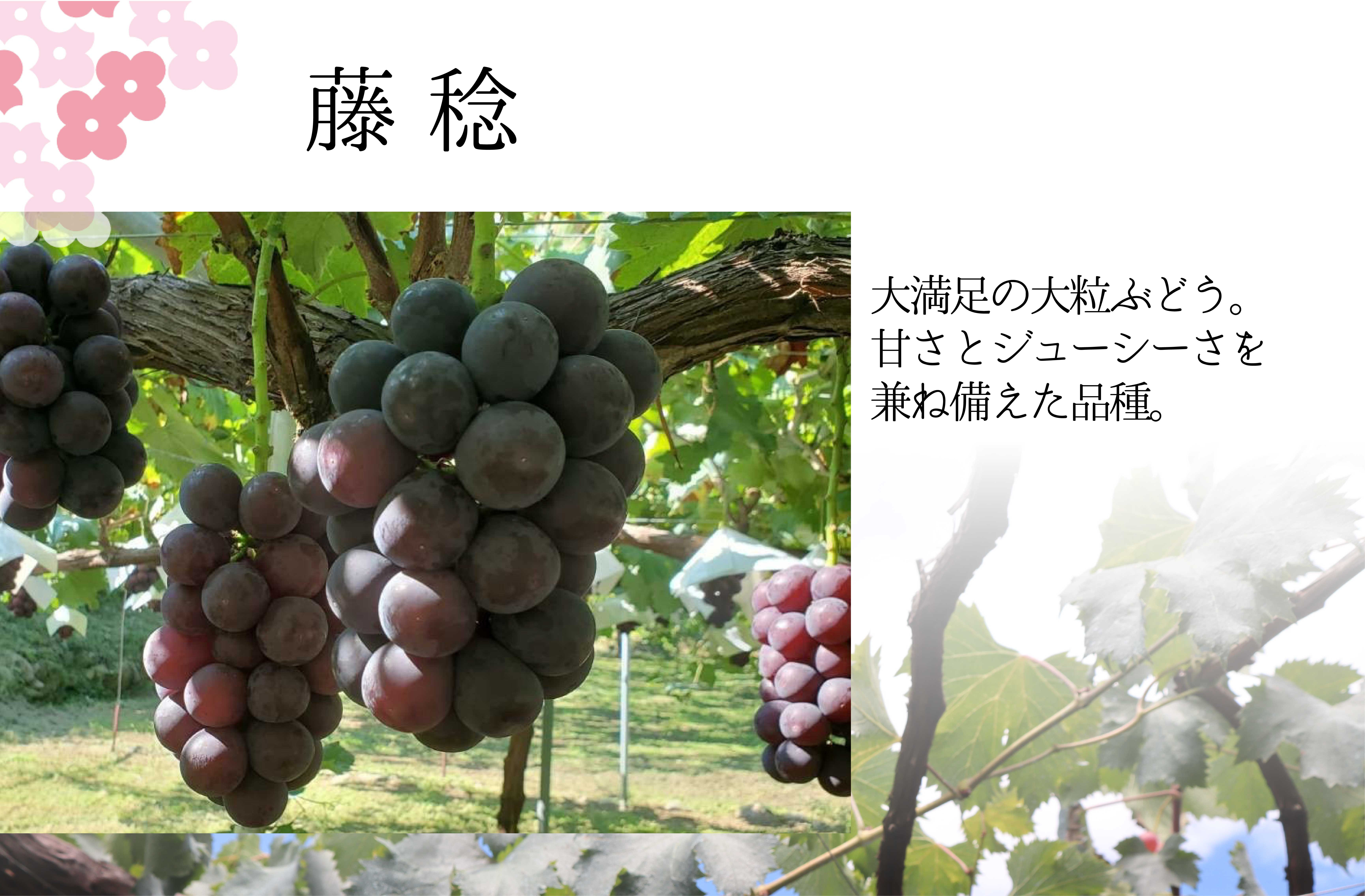 
            ＜26年発送先行予約＞ふじみのり2.0kg相当 157-029-26y
          