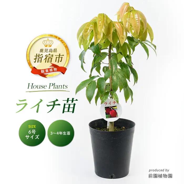 【観葉植物】ライチ苗 6号ポット 3～4年生苗木 前園植物園 IB002-011 観葉植物 観葉植物 ※北海道・沖縄・離島配送不可
