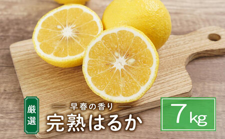 完熟はるか 7kg ドルチェみかん