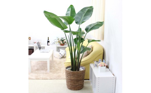 【観葉植物】オーガスタ 10号 ブラウンバスケット鉢カバー 土の表面:ウッドチップ【観葉植物 インテリア 部屋 おしゃれ 福岡県 筑前町 送料無料 AG009】