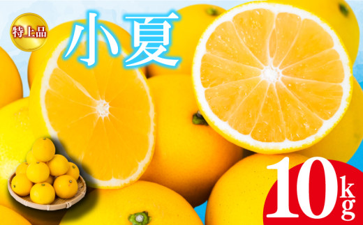 【2026年4月より発送】 小夏 特上品 10kg 高知県産 早期予約 予約受付中 期間限定 季節限定 限定 旬 みかん ミカン サマーオレンジ 贈答用 贈り物 プレゼント KJS021