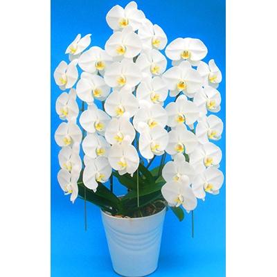 ふるさと納税 開成町 ★胡蝶蘭(生花)★3本又は5本立ち【7号鉢】