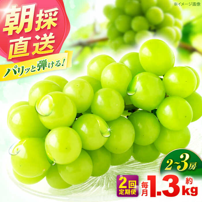 【ふるさと納税】【2回定期便】※【2026年9月より順次発送／先行予約】シャインマスカット 約1.3kg(2〜3房) 家庭用 / フルーツ フルーツ定期便 果物 果物定期便 ぶどう マスカット しゃいんますかっと / 諫早市 / 肥前グローカル株式会社[AHDI011]
