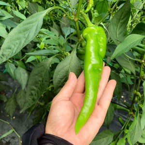 【2026年発送】 万願寺とうがらし 2kg  （4人以上） 京野菜 万願寺とうがらし
