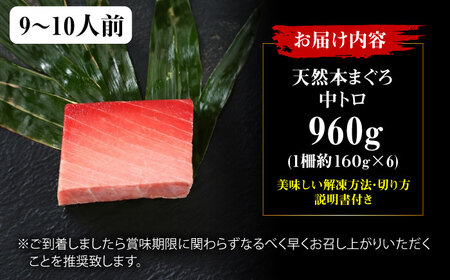たね熟天然本まぐろ中トロ(960g)[AOCE011]まぐろ