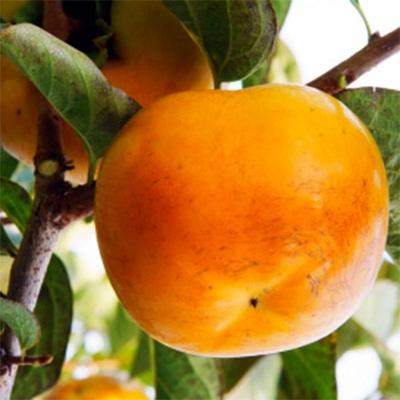 ふるさと納税 玉東町 【産直】太秋柿(大玉)約2.5kg　5玉〜8玉　緑伸園の夕焼け太秋 |  | 01