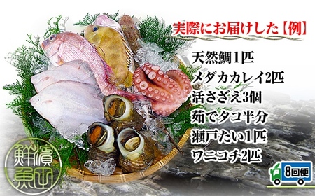【定期便8回】創業100年の魚屋さんが選び抜いた旨い鮮魚直送便～