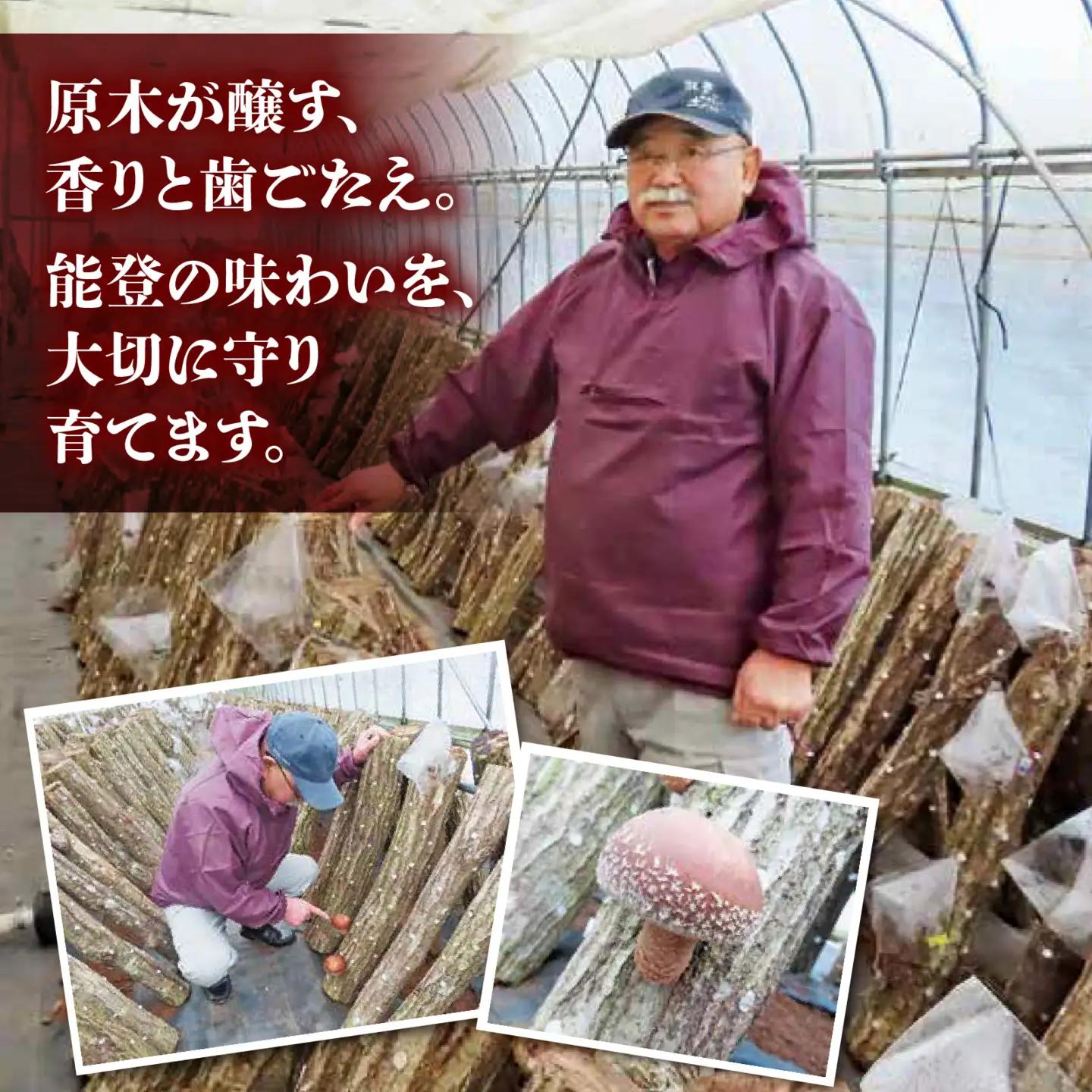 【先行予約】奥能登 穴水産 原木しいたけ (のと115) 8～12枚 /  しいたけ