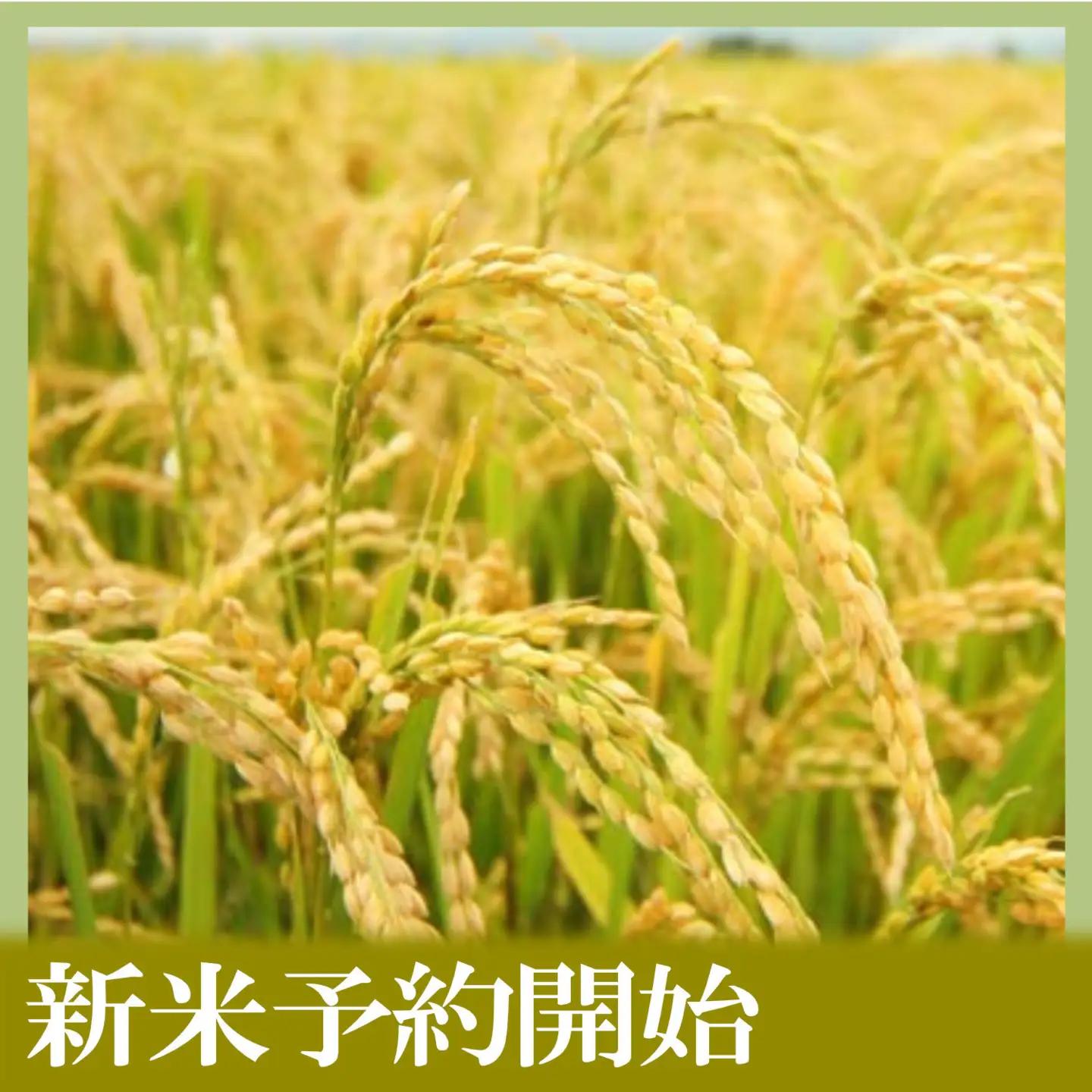 【令和8年　新米予約】定期便３ヶ月【無洗米】10kg南魚沼しおざわ産コシヒカリ｜無洗米【2026年10月上旬から1ヶ月以内に順次発送予定】