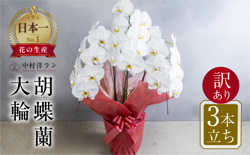 
                  《母の日までにお届け》胡蝶蘭 大輪 白色 3本立ち 訳あり (24輪以上) 中村洋ラン 陶器鉢寄せ植え ギフト 鉢花 蘭 プレゼント 洋ラン 生花 お花 お祝い 贈り物 田原市 【渥美半島たはらブランド】
                