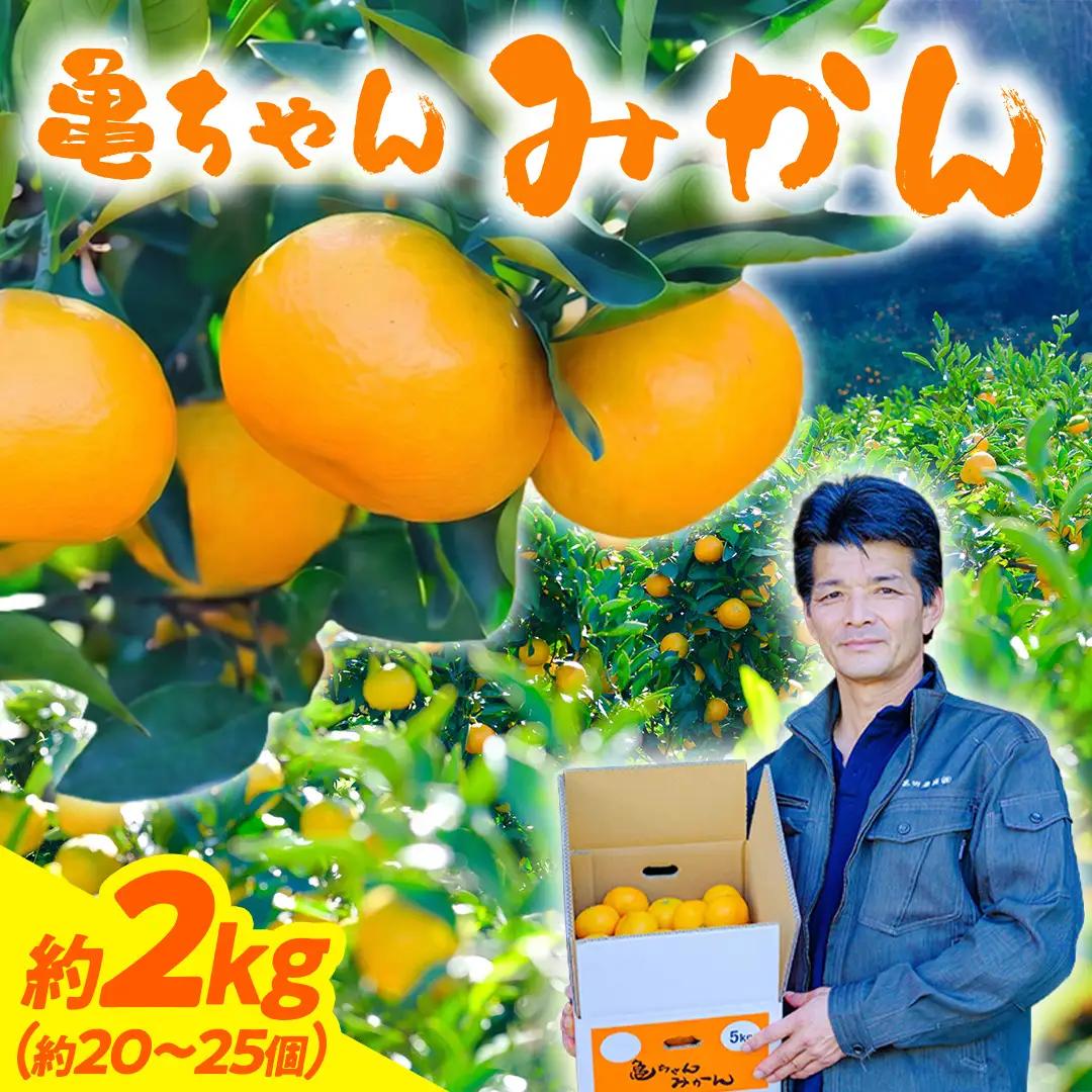 瀬戸内 亀ちゃんみかん 2kg 約20～25個程度 温州みかん 皮が薄い 甘み凝縮 [先行予約 2026年11月中旬～発送] S～M玉 広島県 大崎上島町 国産 濃厚 果物 フルーツ ギフト 家庭用 送料無料 産地直送 亀田農園