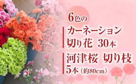 花 カーネーション 30本 河津桜 5本 セット 生花 切り枝 お花 フラワー アレンジメント フラワーアレンジメント 桜 静岡 静岡県 河津 河津町