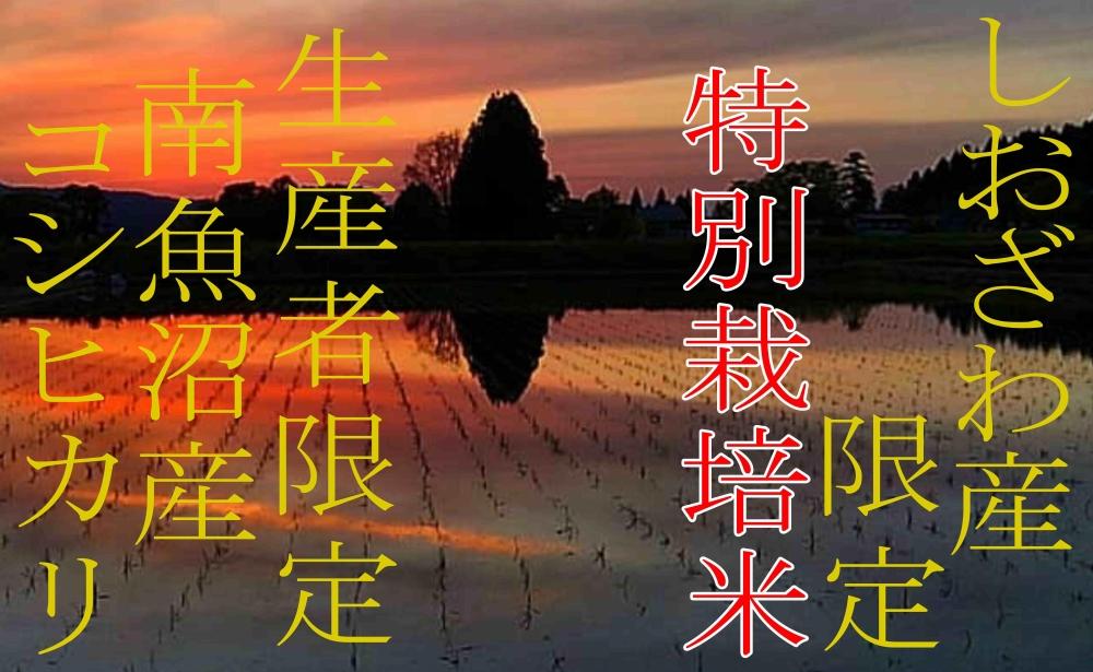 【令和7年産】【精米5kg】特別栽培 しおざわ産限定 生産者限定 南魚沼産コシヒカリ【2025年10月上旬より順次発送予定】