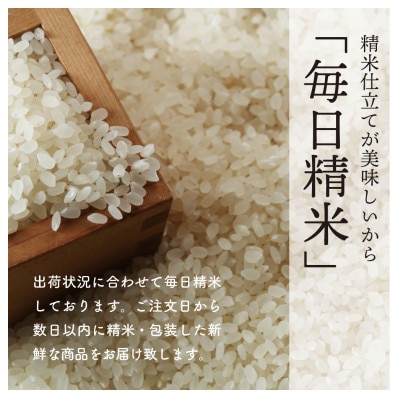 【令和7年産】秋田県特別栽培米ミルキープリンセス無洗米10kg(5kg×2)【配送不可地域：離島・沖縄県】