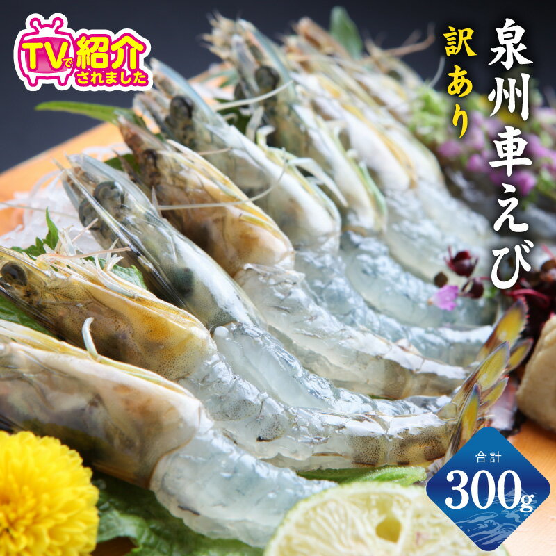 【ふるさと納税】【訳あり】 泉州車えび 300g 生食可 サイズ不揃い 生 車えび エビ 活車海老 プリプリ 鮮度抜群 お試し 養殖 お造り 冷凍 瞬間冷凍 魚介類 お取り寄せ お取り寄せグルメ 泉佐野市 送料無料