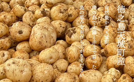 【新じゃが】徳之島 天城町産 赤土じゃがいも 5kg M～2L 混合サイズ 南部ガーデン ジャガイモ ばれいしょ バレイショ CB-5