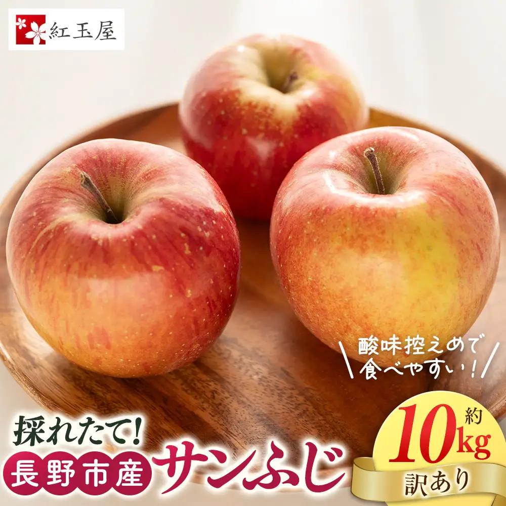 紅玉屋 長野市産【訳あり】サンふじ10kg【2026年12月上旬以降の出荷分】（紅玉屋） | りんご フルーツ りんご