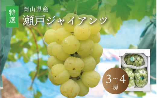 真庭市産 瀬戸ジャイアンツ 特選 3～4房 ぶどう 岡山 真庭 葡萄 2025年9月中旬以降発送予定 果物 フルーツ ブドウ 人気 数量限定 皮ごと 種なし 産地直送 甘い 新鮮 数量限定 桃太郎ぶどう 大粒 新食感 フルーツ王国 人気上昇中 ギフト 贈答用 【seto04】