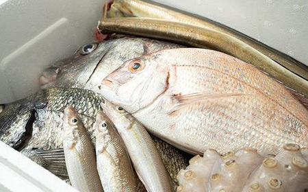 【着日指定必須】★北海道・沖縄県・離島配送不可★【魚千代】地魚詰合せ（魚 新鮮 鮮魚 海鮮 小分け 冷蔵 詰め合わせ おまかせ）BA04-FN