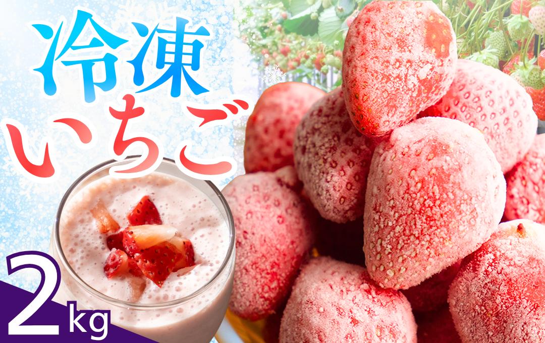 
                  【3～6月発送】 冷凍いちご 2kg 恋みのり かおり野 こだわり いちご フローズン 冷凍 イチゴ strawberry 苺 新鮮 朝摘み 朝採り 産直 産地直送 安心安全 ichigo itigo いちご 苺 果物 フルーツ くだもの ギフト プレゼント 贈物 贈答 ケーキ ジャム ふるさと納税 ふるさと納税苺 いちご 静岡県 南伊豆町 みなみのいちご園　<AA-5>
                