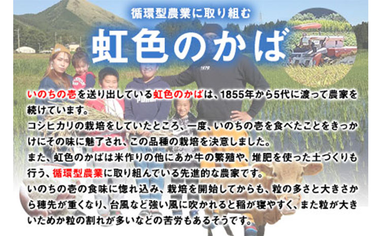 新米 令和6年産 米 いのちの壱(玄米)5kg 雑穀米 付き《30日以内に出荷予定(土日祝除く)》南阿蘇 虹色のかば---sms_inci6_30d_24_13000_g5kg---