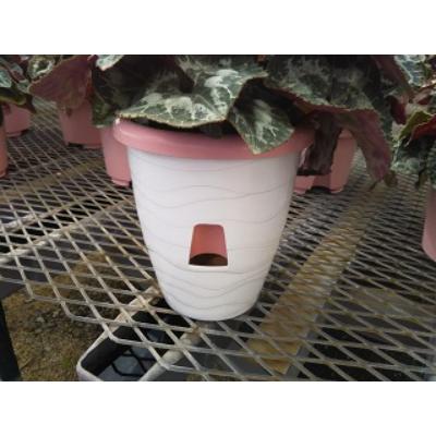 ふるさと納税 朝日町 過去に農林水産大臣賞等複数受賞…シクラメン　赤+ビクトリア+フリルピンク系　5号鉢×3鉢　底面給水鉢 |  | 03