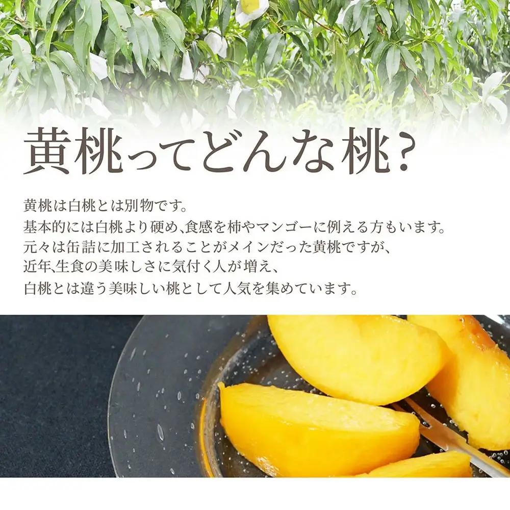 もも 黄貴妃 2kg フルーツ 果物 山形 黄桃 モモ