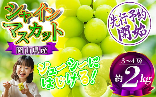 【2025年先行予約】岡山県産 シャインマスカット晴王 約2kg（3房～5房） 訳あり 優品 /  家庭用 岡山 岡山県 晴王 はれおう 人気 葡萄 ぶどう 果物 特選 フルーツ 訳あり ぶどう 先行予約  2kg 特選  2.0 2キロ 2房 3房 4房 【202406_感想が良い】果物・野菜   わけあり 大粒 【202411_リピーター】果物・野菜 受付順に8月下旬～9月中旬発送予定