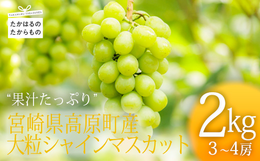 《数量限定・先行受付》 日本一太陽を浴びて育った宮崎のシャインマスカット 約2kg(3～4房) 食べやすい種なしブドウ [ぶどう 葡萄 大粒 果物 フルーツ 季節限定 果物 ギフト 贈答 産地直送 産直 2キロ 3個～4個 宮崎県高原町産 ワンストップオンライン] TF0581-P00025