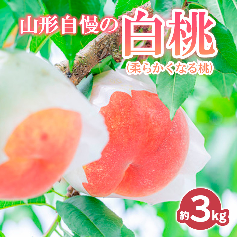 山形自慢の白桃 秀品 3kg (柔らかくなる桃) 【令和8年産先行予約】 FS24-008