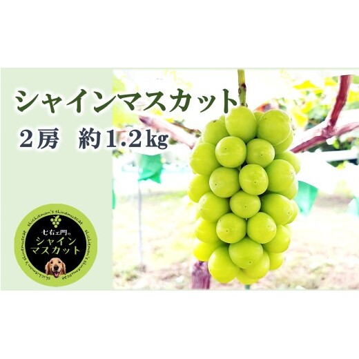 【令和8年産】 シャインマスカット 1.2kg以上 (2房) 《令和8年9月中旬～発送》 『七右エ門』 マスカット ぶどう 果物 フルーツ デザート 山形県 南陽市 [2718]