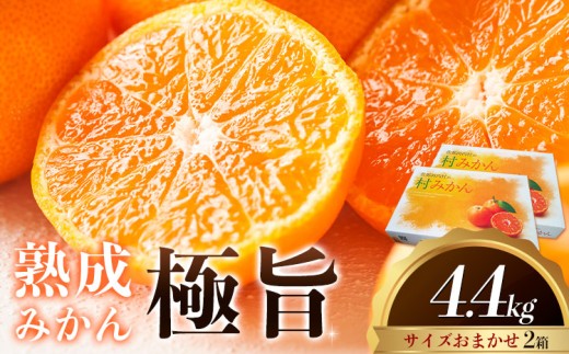 ＜先行予約＞ 熟成みかん『極旨』2箱 廣畠農園《2月初旬-2月末頃出荷予定》徳島県 佐那河内村 みかん ミカン 蜜柑 柑橘 箱入り 化粧箱 フルーツ 果物 くだもの 贈答 【配送不可地域あり】※離島