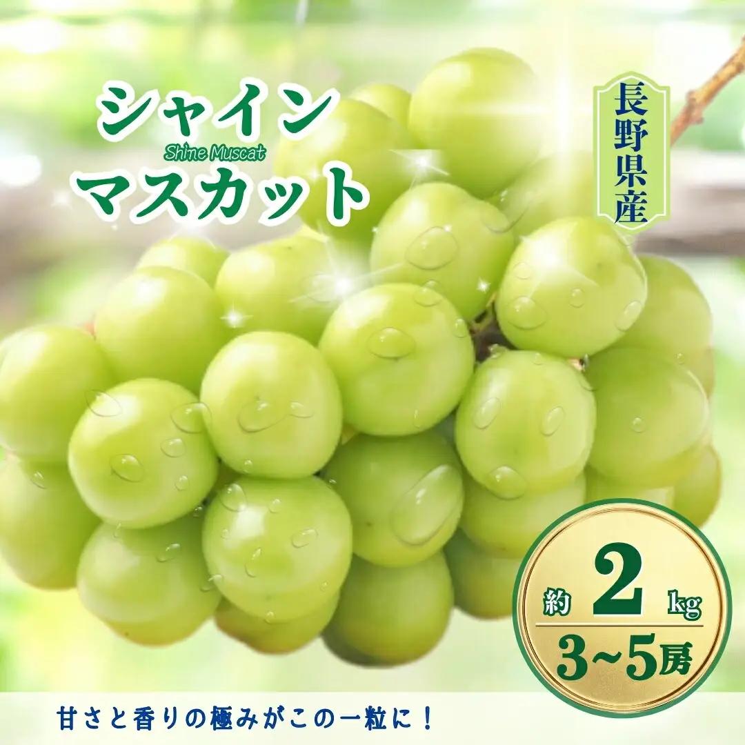 【2026年先行予約】シャインマスカット 約2kg(3~5房)|シャインマスカット