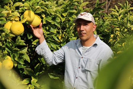 土佐文旦 10kg 家庭用 文旦