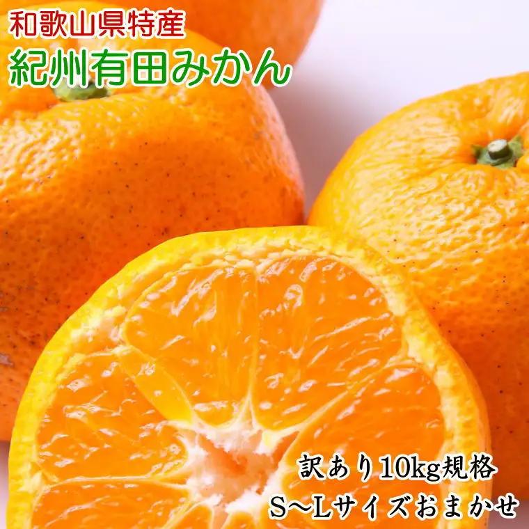 [訳あり規格]和歌山有田みかん10kg（S～Lサイズおまかせ）※2026年11月中旬～2027年1月中旬頃順次発送（お届け日指定不可）【tec830A】