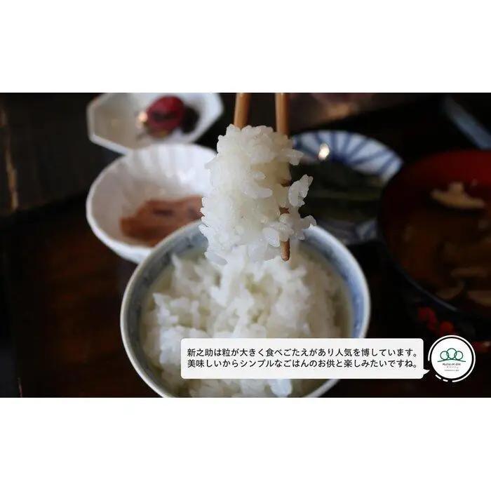 定期便【令和8年新米予約】精米5kg×6回 南魚沼産新之助＜6ヶ月定期便＞農家直送_AG【令和8年10月中旬から1ヶ月以内に順次発送予定】 | 精米
