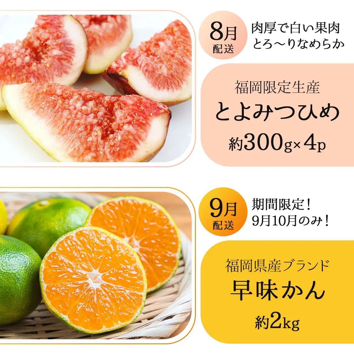 ＜5回定期便＞福岡ブランドの旬のフルーツ定期便 (篠栗町)｜イチジク ミカン キウイ 柿 イチゴ【NF019】