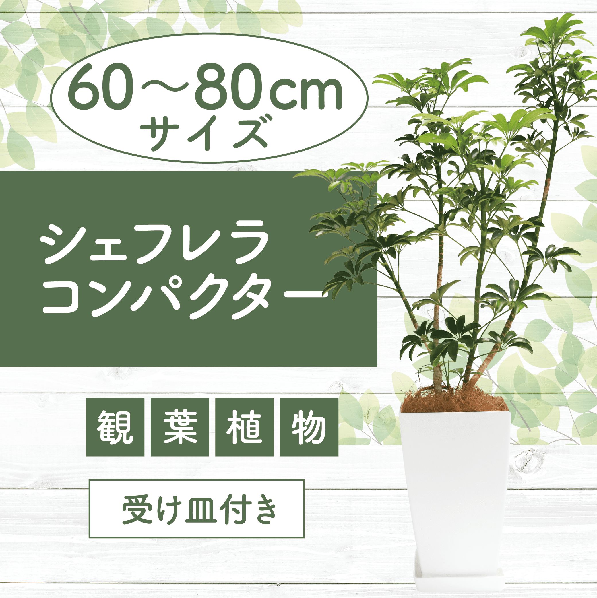 【ふるさと納税】＜先行予約受付中！2025年6月中旬以降順次発送＞シェフレラ コンパクター60cm〜80cm 観葉 植物 インテリア 鉢植え グリーン 自然 ナチュラル 清涼感 園芸 室内 オフィス リラックス おしゃれ 鹿児島 指宿 ※北海道・沖縄・離島配送不可※【GreenBase】