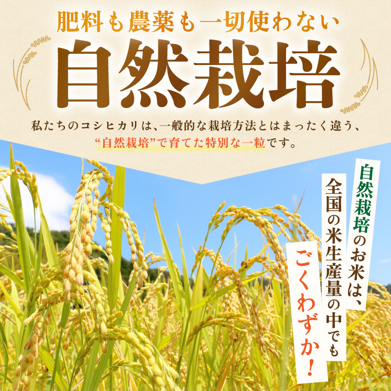 【先行予約】【令和8年産】【定期便】 ≪6ヶ月連続お届け≫ コシヒカリ 精米 5kg×6回 （計30kg） 化学肥料 農薬不使用 自然栽培米 / 北陸 福井県産 あわら市 ブランド米 白米 お米 コメ
